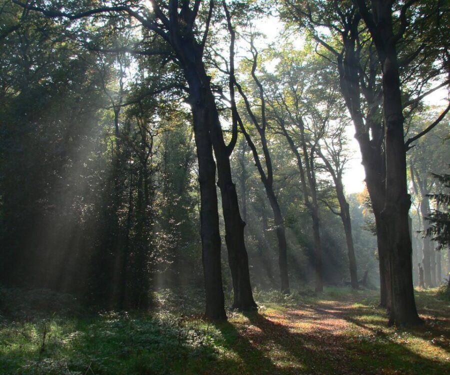 Häxan och definitionerna